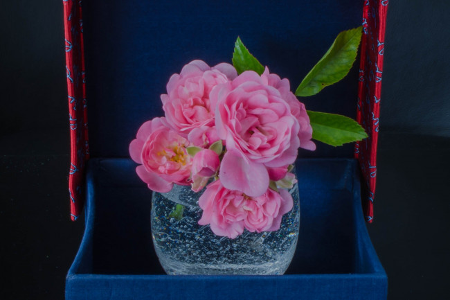 Обои картинки фото цветы, розы, розовые