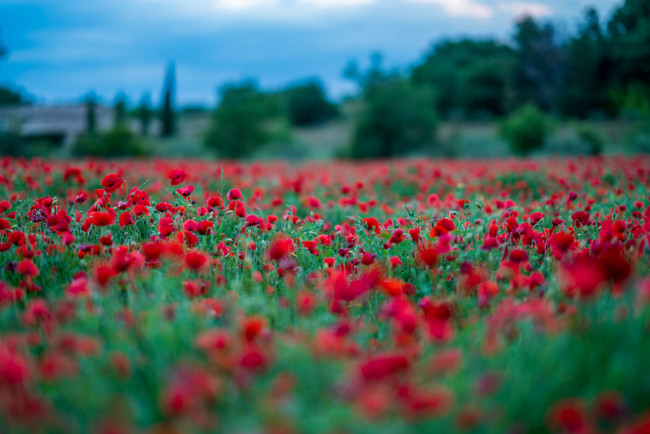Обои картинки фото цветы, маки