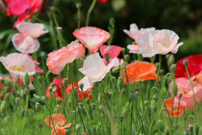 Обои картинки фото цветы, маки, дача, мак-самосейка, мак, лето, красота, цветение, природа