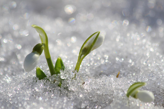 Обои картинки фото цветы, подснежники,  белоцветники,  пролески, природа, первоцветы, март, красота, цветение, галантус, дача, весна