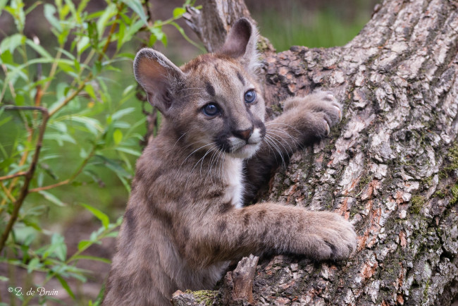 Обои картинки фото животные, - другое, малыш, природа, трава, дерево, забавный