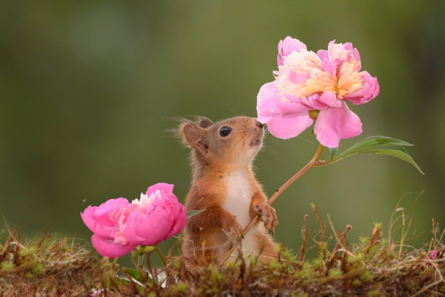 Обои картинки фото животные, белки, пионы, цветы, грызун, мох, животное, природа, белка