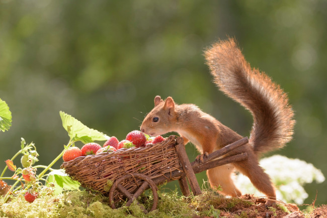 Обои картинки фото животные, белки, тележка, природа, белка, грызун, животное, ягоды, клубника