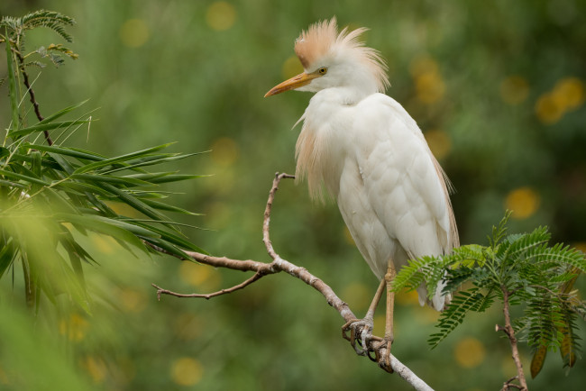 Обои картинки фото животные, цапли,  выпи, дерево, природа, ветки, цапля, птица
