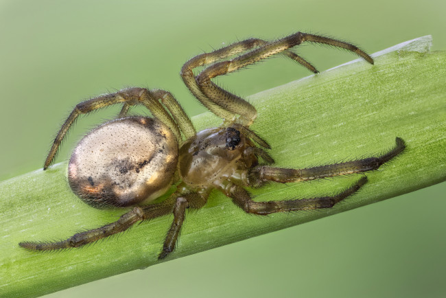 Обои картинки фото животные, пауки, паук