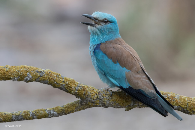 Обои картинки фото животные, птицы, птица, окрас, перья