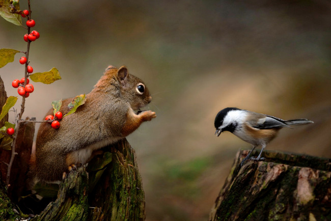 Обои картинки фото животные, разные вместе, зверёк, животное, птица, белка, грызун, ягоды, ветка, синица, пень