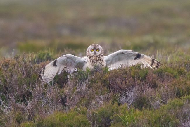 Обои картинки фото животные, совы, забавная, птица, перья, сова