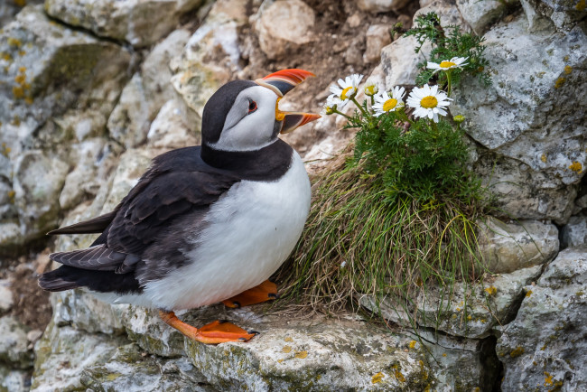 Обои картинки фото животные, тупики, птица, перья, окрас, тупик