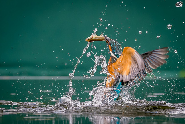 Обои картинки фото зимородок, животные, зимородки, забавная, перья, окрас, птица