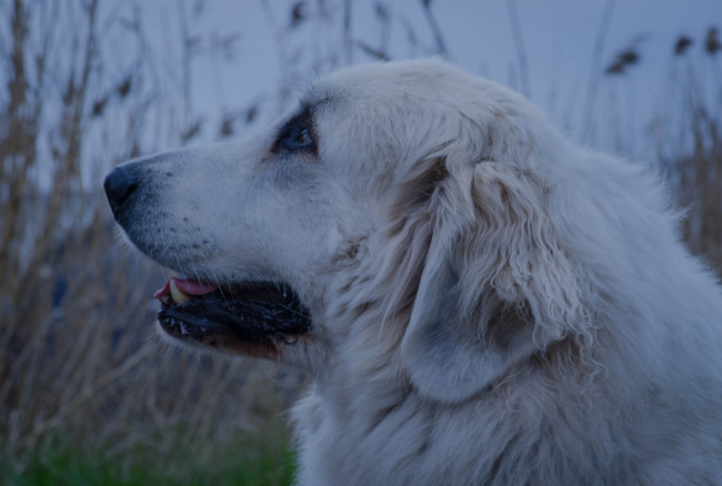 Обои картинки фото животные, собаки, собака