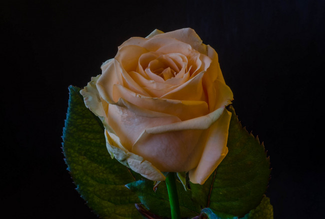 Обои картинки фото цветы, розы, роза