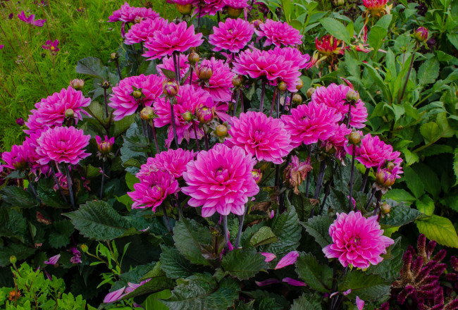 Обои картинки фото цветы, георгины, малиновые