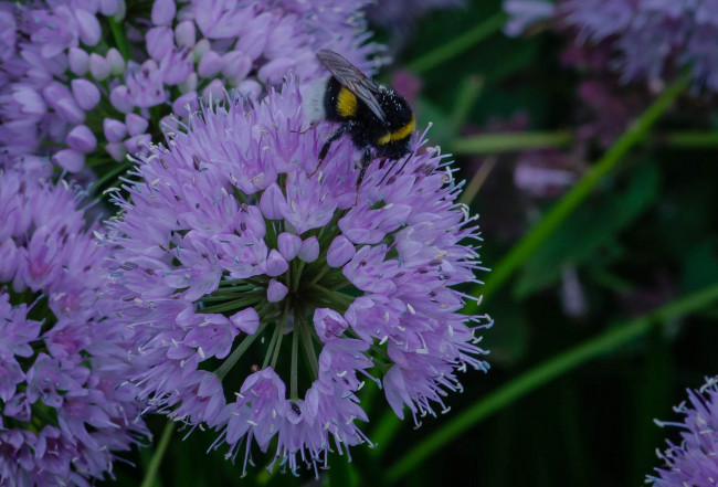 Обои картинки фото цветы, аллиум , декоративный лук, лук