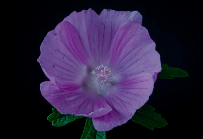 Обои картинки фото цветы, мальвы, мальва