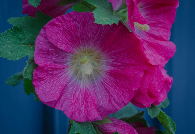 Обои картинки фото цветы, мальвы, розовые