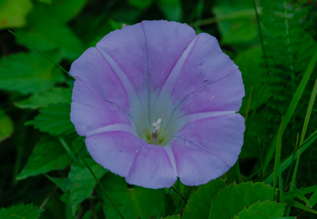 Обои картинки фото цветы, вьюнки,  ипомеи, вьюнок