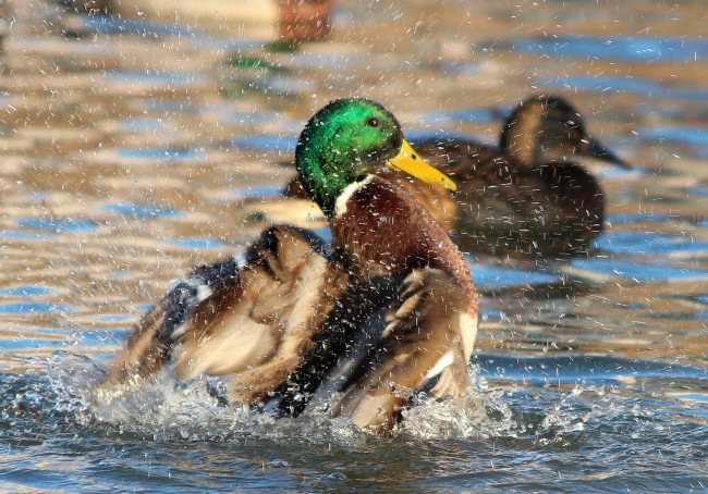 Обои картинки фото животные, утки, пруд, природа, пернатые, город, водоём, водоплавающие, селезень, рязань, птицы