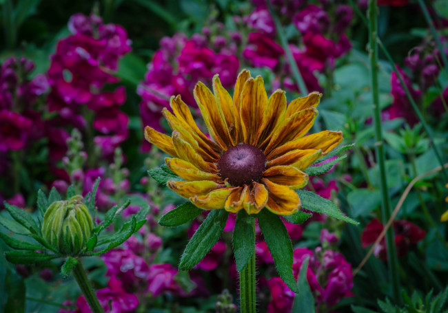 Обои картинки фото цветы, разные вместе, клумба