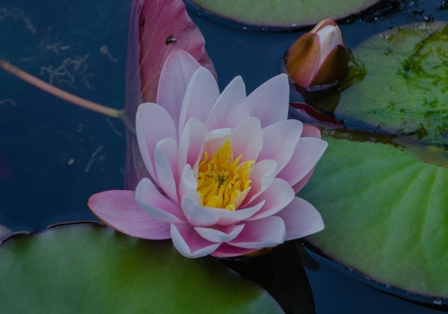 Обои картинки фото цветы, лилии водяные,  нимфеи,  кувшинки, лилия