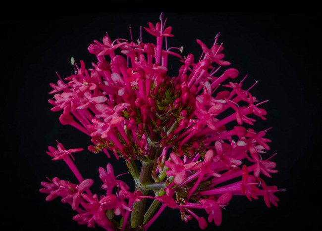 Обои картинки фото цветы, красные