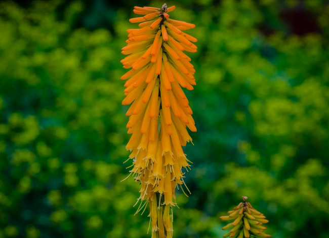 Обои картинки фото цветы, жёлтые