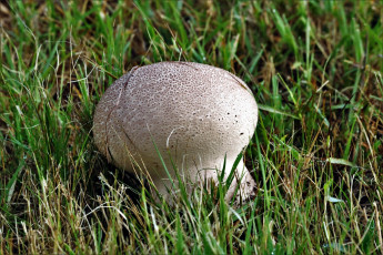 Картинка природа грибы дождевик