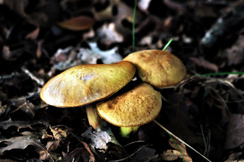 Картинка природа грибы трио