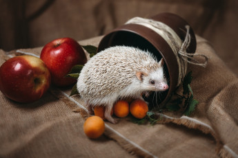 Картинка животные ежи веревка ёжик композиция мешковина яблоки взгляд ёж натюрморт еж фон абрикосы иголки белый ежик фрукты зверек ткань горшок