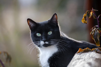 Картинка животные коты взгляд кот