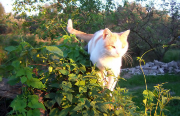 Картинка животные коты рыжик кот