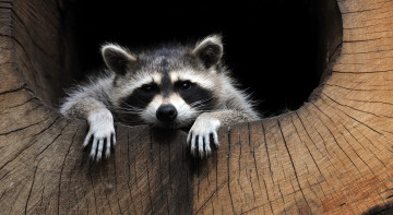 Картинка животные еноты енот дерево взгляд