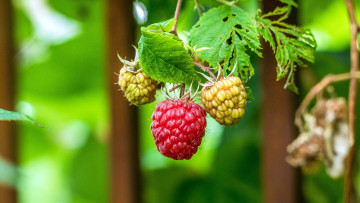 Картинка природа Ягоды малина