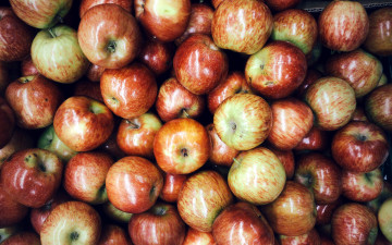 Картинка еда Яблоки урожай