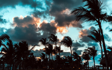 Картинка природа деревья пальмы