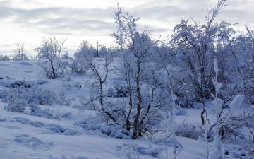 Картинка природа зима снег