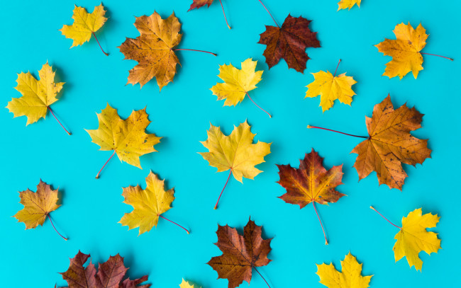 Обои картинки фото природа, листья, клен, фон