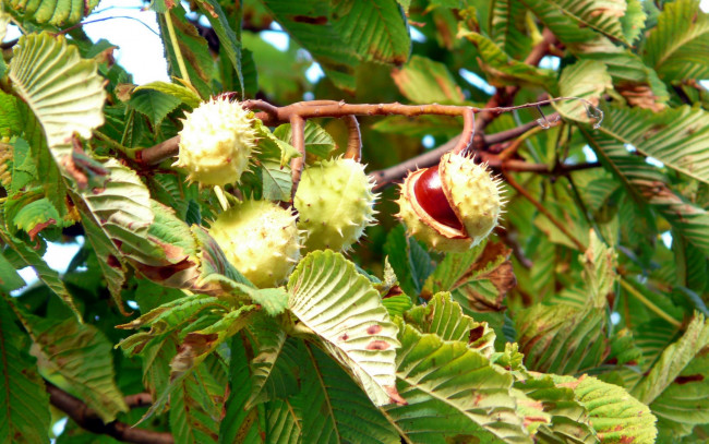 Обои картинки фото природа, шишки,  жёлуди,  каштаны, каштаны