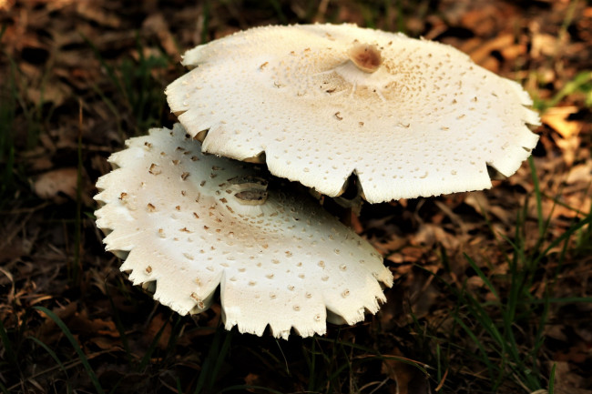 Обои картинки фото природа, грибы, шляпки