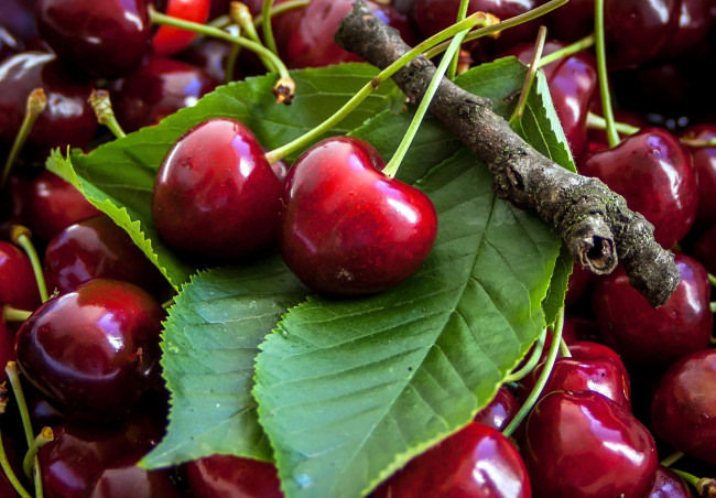 Обои картинки фото еда, вишня,  черешня, черешня