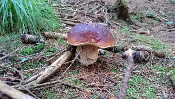 Картинка природа грибы боровик