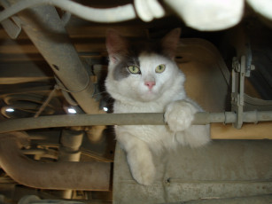 Картинка животные коты