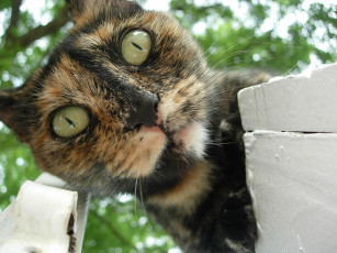 Картинка животные коты