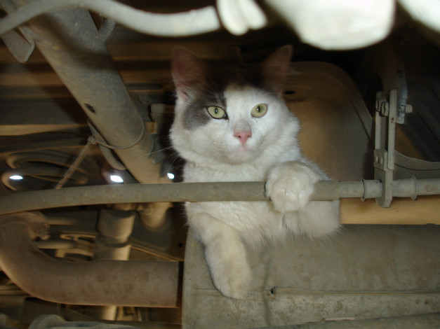 Обои картинки фото животные, коты