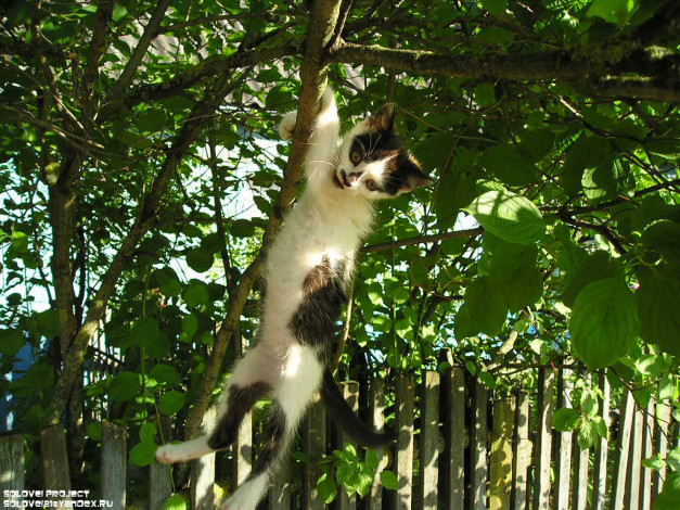 Обои картинки фото животные, коты