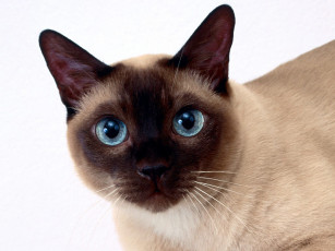 Картинка clarissa tonkinese животные коты