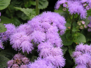 Картинка цветы агератум