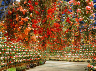 Картинка цветы бегония