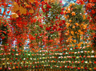 обоя цветы, бегония