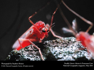 Картинка животные насекомые